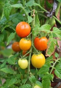 red-tomatoes-in-a-garden